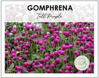 Gomphrena Tall Series, Purple - 25 seeds, Globe Amaranth