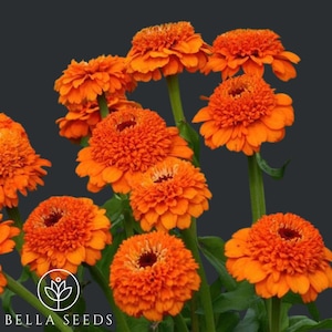 Zinderella Orange Zinnia 10 Seeds, Zinnia Elegans, Professional Cut Flower, Wedding flowers, Rare Seeds, Fast Free Shipping, Salmon Double