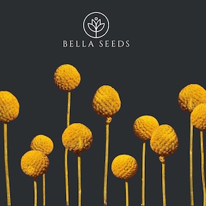 50 Craspedia globosa seeds, Billy Button Seeds, Dried Flowers, Globe Blooms, Yellow Balls
