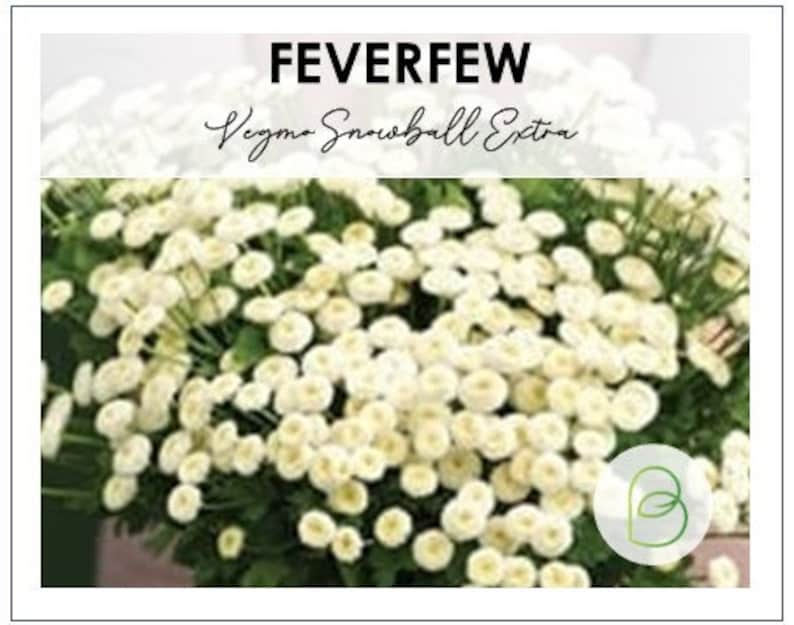 Feverfew, Vegmo Snow Ball Extra, 10 Pelleted Seeds