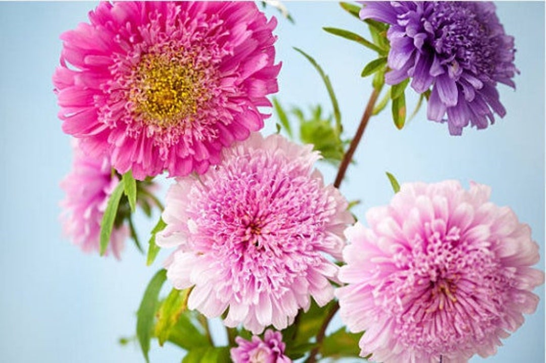 China Aster Powder Puff Mix 20 Seeds Etsy