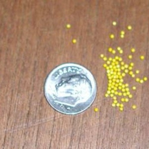 May include: A silver dime next to a small pile of yellow beads on a brown wooden surface. The dime shows a profile of a person and the words "Liberty" and "United States of America". The beads are small and round.
