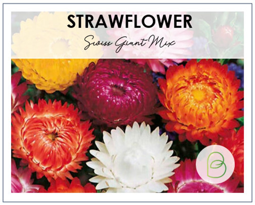 Strawflower Swiss Giant Seeds Etsy