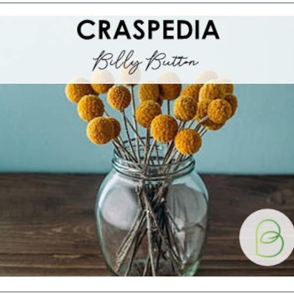 50 Craspedia globosa seeds, Billy Button Seeds, Dried Flowers, Globe Blooms, Yellow Balls