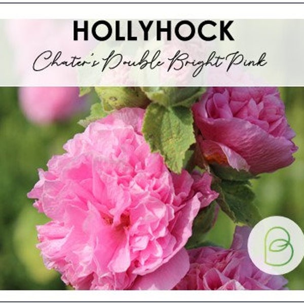 Hollyhock Chaters Double Bright Pink Seeds, 15 seeds, Alcea rosea