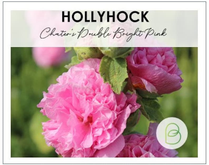 Bella Hollyhock Chaters Seeds - Thumbnail 4