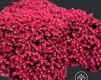 Rock Cress Cascading Red Seeds, 50 seeds, Aubrieta Hybrida Superbissima Cascade Red