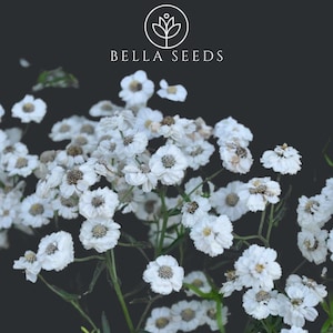 Yarrow The Pearl 25+ Seeds, Achillea Ptarmica, Wedding Flowers, Filler Flower, Rare Seeds, Dried Flowers
