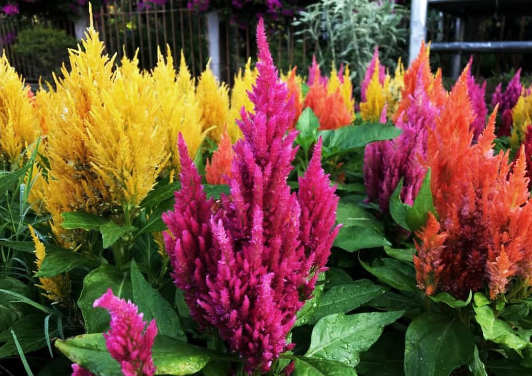 celosia pampas plume tall blend