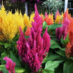 Celosia - Pampas Plume 50 seeds