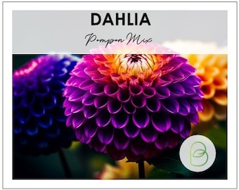 Dahlia Pompon Mix 50 Seeds Ball Flower Seeds - Heirloom Seeds, Dahlia Flower, Cut Flower Seeds, Pollinator Friendly, Open Pollinated Non-GMO