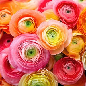 Amandine Mix Ranunculus Corms, Ranunculus Corms, Persian Buttercups