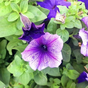 May include: Close-up of purple and white petunias with green leaves. The flowers have a delicate, ruffled appearance.