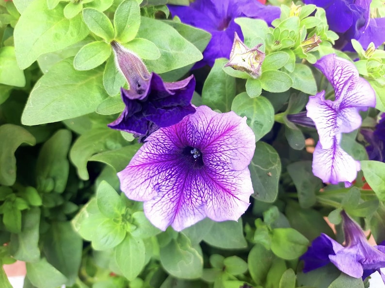 May include: Close-up of purple and white petunias with green leaves. The flowers have a delicate, ruffled appearance.