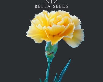 Carnation Grenadin Yellow Seeds: Dianthus Cut Flower, Perennial