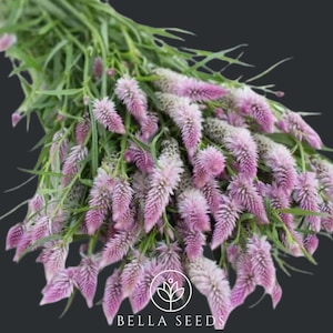Celosia, Flamingo Feather 15+ seeds, Cockscomb Seeds