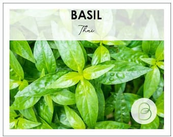 Thai Basil Seeds, Heirloom Seeds, non-GMO, Garden Herb Seeds, Ocimum basilicum, Annual