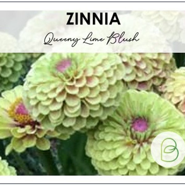 Zinnia Queeny Lime Blush 15 Seeds, Queen Series Zinnias, Cut Flower Seeds, F1 seeds, Professional Cut Flowers, Wedding Flowers