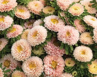 Aster Matsumoto Apricot 25 Seeds