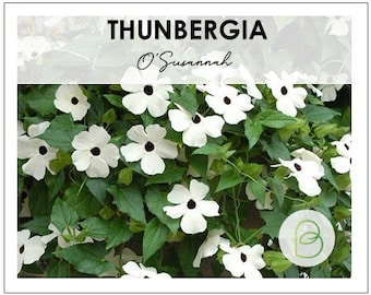 Thunbergia O'Susannah Alba White Black Eyed Susan Vine 6 Seeds, O'Susannah Aurea Oculata, Thunbergia Alata