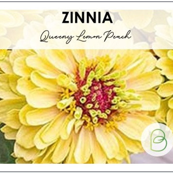 Zinnia Queeny Lemon Peach 15 Seeds, Zinnia Elegans, Queen Series