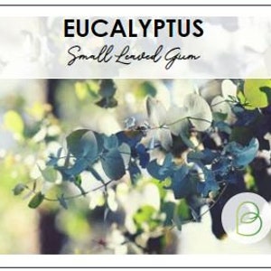 Small Leaved Gum Eucalyptus Seeds