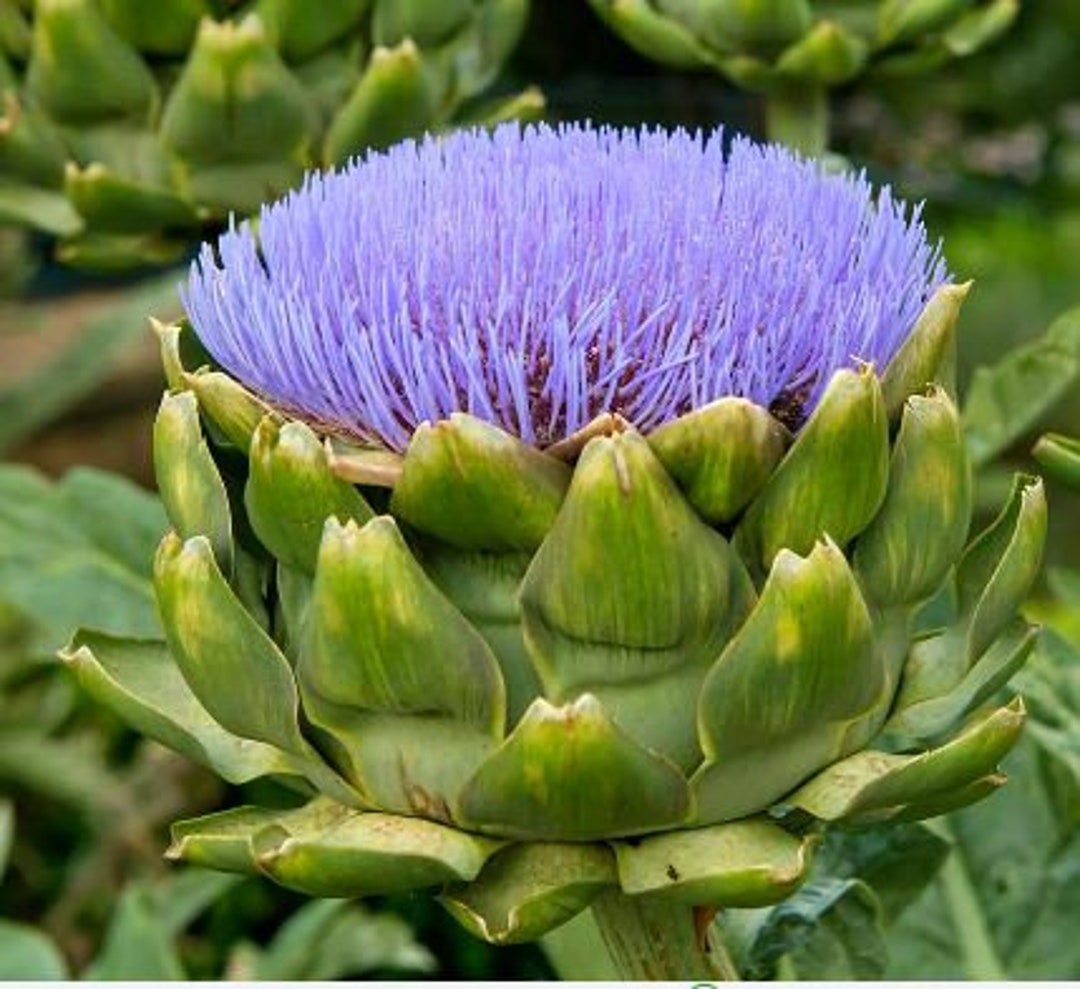 25 Green Globe Artichoke Seeds Etsy