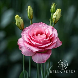 Lisianthus Magic Rose Pelleted Seeds, 10 Seeds