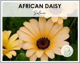 Salmon African Daisy Seeds - Pack of 50 || Vibrant Flowers || Garden Planting || Spring Blooms