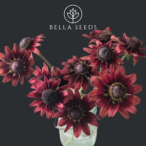 Cherry Brandy Rudbeckia 10 Seeds
