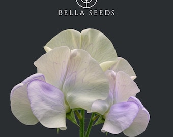 Sweet Pea Old Times Seeds, 10+ seeds, Lathyrus odoratus