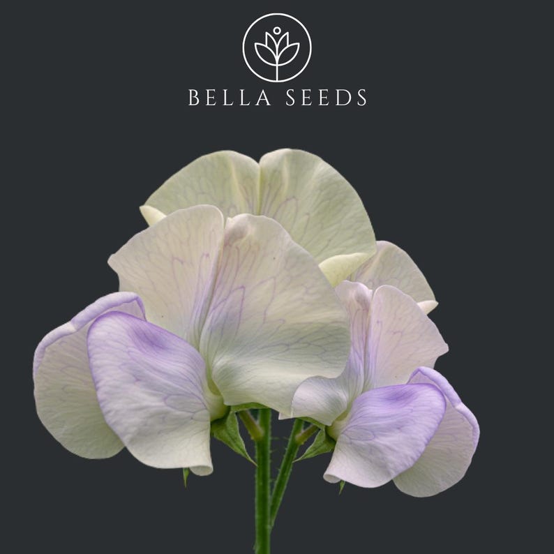 May include: Close-up of three pale lavender and white sweet pea blossoms with green stems. The flowers have delicate petals and a soft, romantic look.