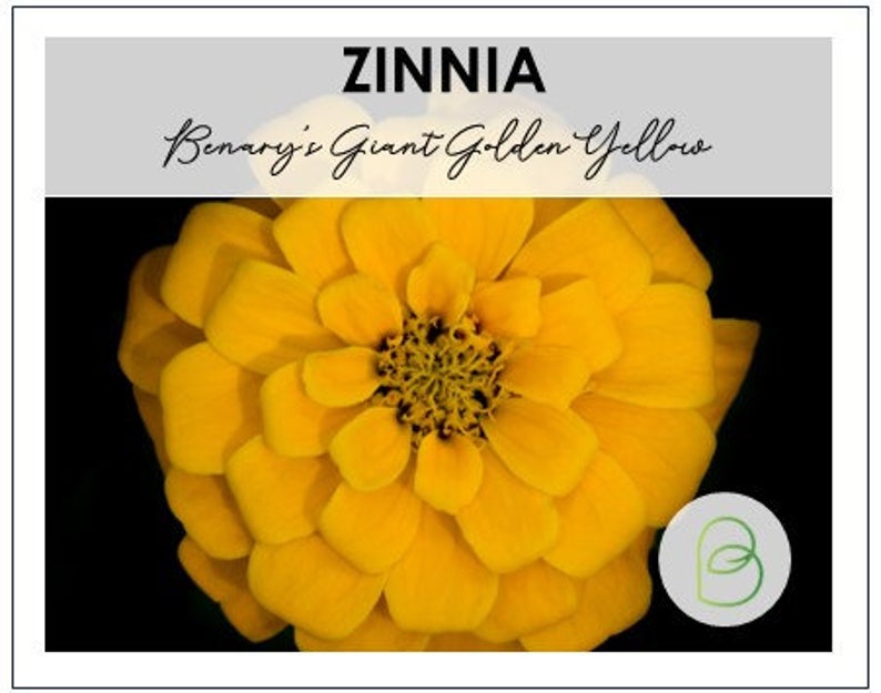BellaSeedsUS Benary's Giant Zinnia