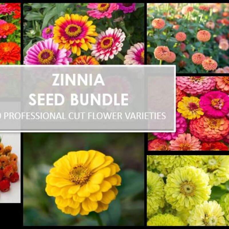 Amazing Rare Zinnia Seeds Moment Illustration Amazing Rare Zinnia Seeds Moment Illustration