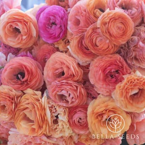 La Belle Champagne Ranunculus Corms, La Belle Ranunculus Corms, 5-6 cm, 10 Corms, Persian Buttercups, Labelle Ranunculus