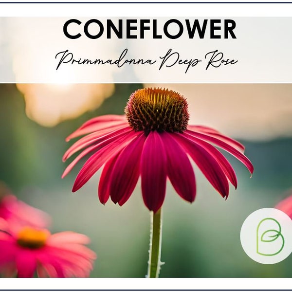 Primadonna Deep Rose PRIMED Coneflower Echinacea 10 Seeds