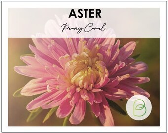 Aster Paeony Coral Seeds, 25 Seeds
