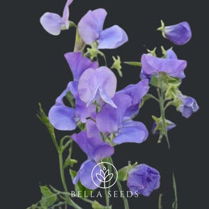 Sweet Pea Winter Elegance Mid Blue, 20 Seeds, Lathyrus odoratus, April Birth flower, scented flowers, Cut Flower Seeds, heirloom, non-gmo