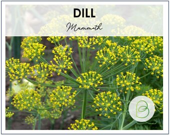 May include: Close-up of dill plant with yellow flowers. The plant is labeled "DILL Mammoth".