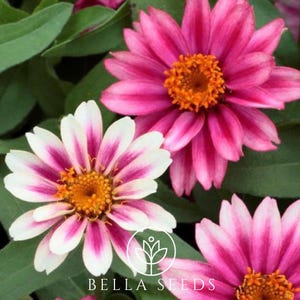 May include: Close-up of pink and white striped zinnia flowers with yellow centers. The flowers are in bloom and have a delicate, ruffled appearance.