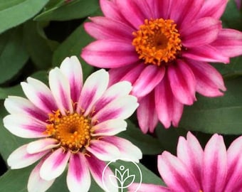 Zinnia Profusion Cherry Bicolor 10 Seeds, Pollinator Plant
