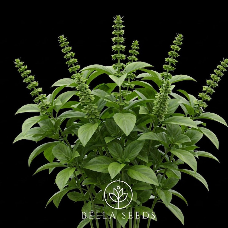 Bella Basil Everleaf Thai Towers