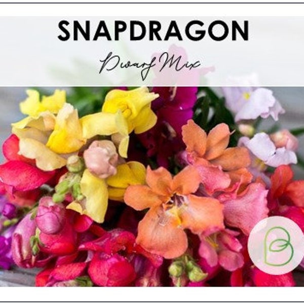Snapdragon Dwarf Mix Seeds, Landscape flowers, Cool Flowers, Spring Blooms, Rare Seeds