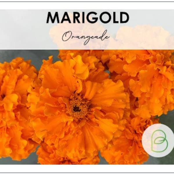 Marigold American Orangeade - 10 seeds