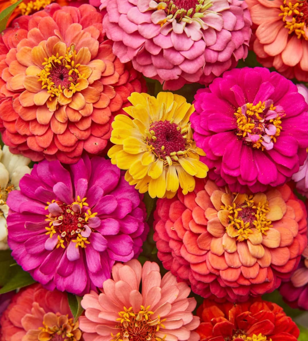 Zinnia Cut and Come Again Mix 20 Seeds Etsy