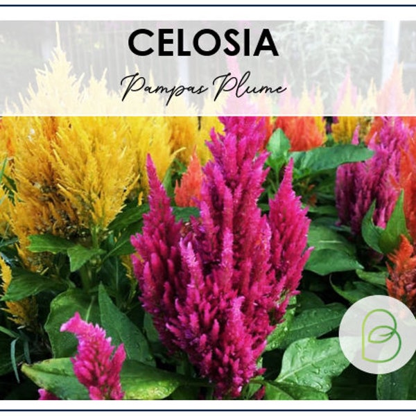 Celosia - Pampas Plume 50 seeds