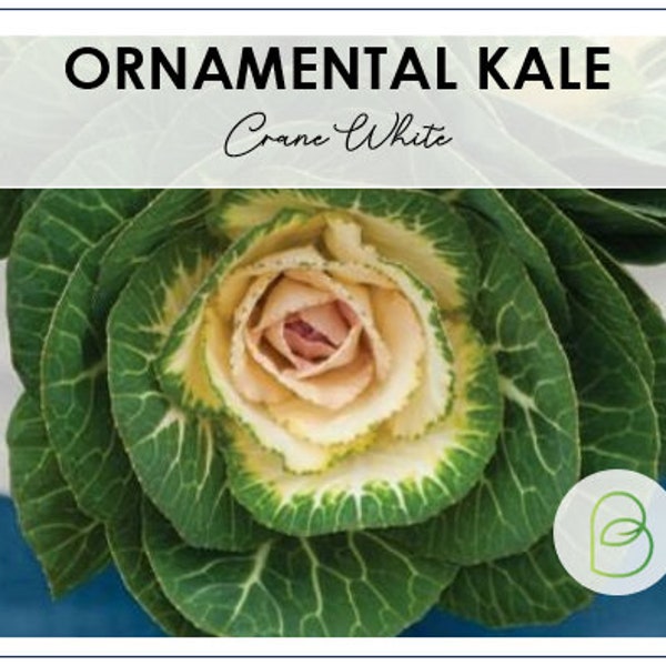 Crane White Flowering Ornamental Kale Seeds