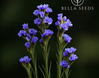 May include: A cluster of vibrant blue flowers with delicate petals and slender green stems. The flowers are in full bloom, showcasing their intricate details against a dark green background. The Bella Seeds logo is in the upper right corner.