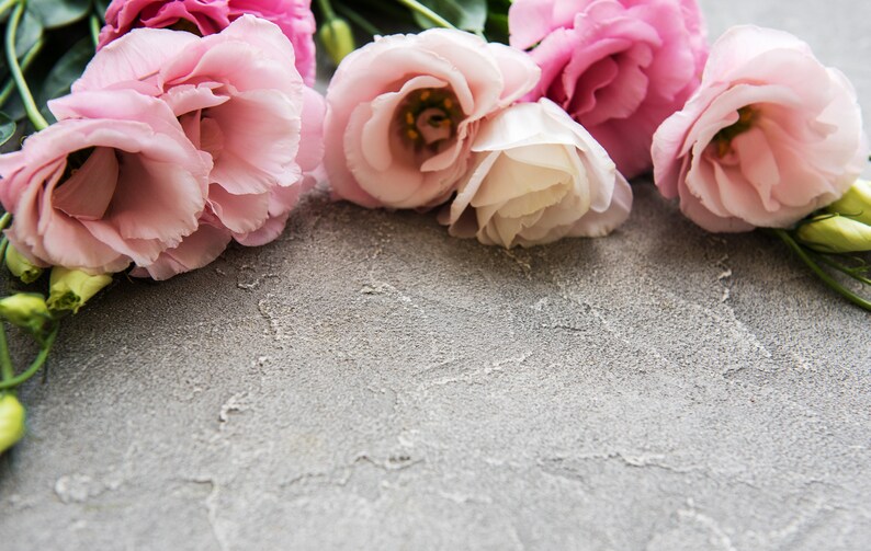 May include: A collection of pink and white lisianthus flowers with green stems and buds, arranged on a textured gray surface. The flowers have multiple layers of delicate petals.
