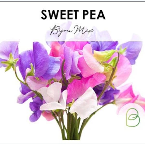 Dwarf Sweet Pea Bijou Mix Seeds 25 Seeds